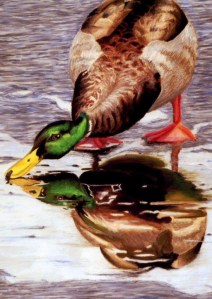 A mallard admiring its reflection on the ice