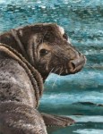 Head of a seal looking over its shoulder at the viewer