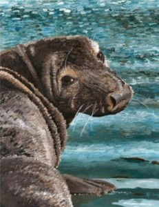 Head of a seal looking over its shoulder at the viewer